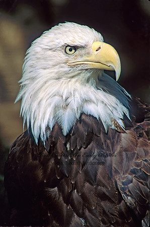 Haliaeetus leucocephalus  BALD EAGLE 79735z
