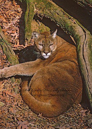 Puma concolor  COUGAR 212712z