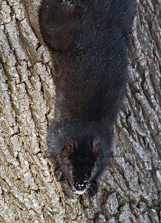 Sciurus carolinensis  EASTERN GRAY SQUIRREL 5017362z