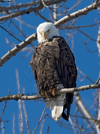 Haliaeetus leucocephalus  BALD EAGLE 9019015z