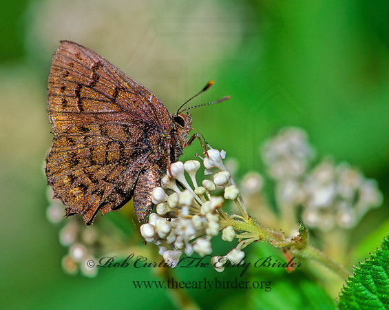 Callophrys niphon  EASTERN PINE ELFIN 171426z