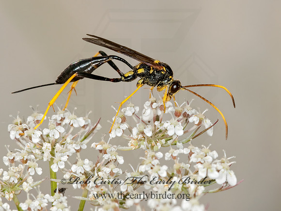 Acroricnus stylator aequatus 3010106z