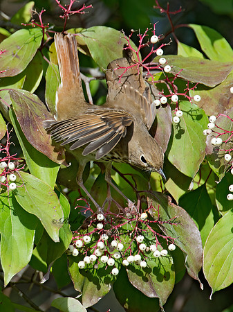 Catharus guttatus  HERMIT THRUSH 9015565z