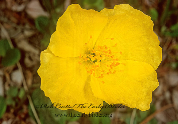 Papaver alaskanum  ALASKA POPPY 240523z