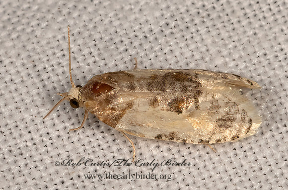 Cochylini  TORTRICINAE MOTH 3036551z