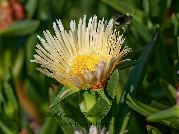 Carpobrotus edulis HOTTENTOTFIG 8036258z