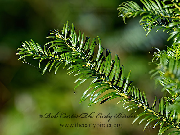 Cephalotaxus harringtonii  HARRINGTON'S PLUM-YEW 6037290z