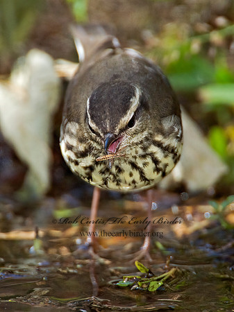 Parkesia noveboracensis  NORTHERN WATERTHRUSH 9005656z