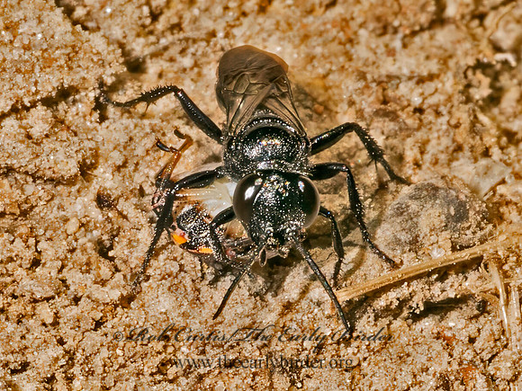 Astata unicolor CRABRONID WASP 9080659z