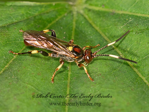 Ichneumonidae  COLORFUL ICHNEUMON 2 9041603z