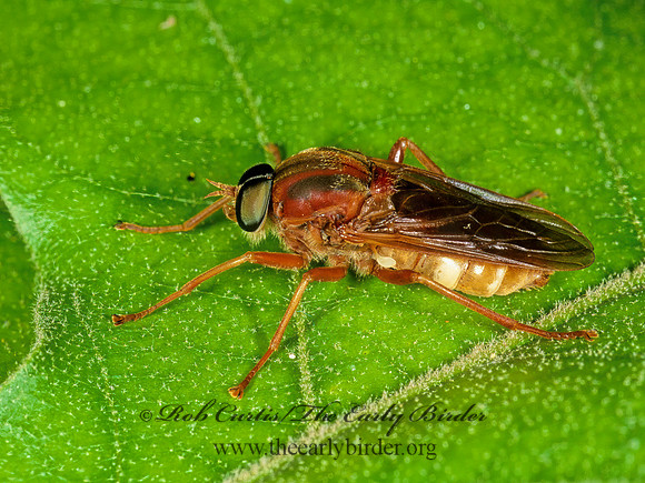 Coenomyia ferruginea XYLOPHAGID FLY 1111737z