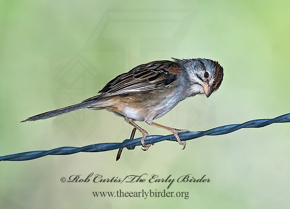 Peucaea carpalis  RUFOUS-WINGED SPARROW 7007932z