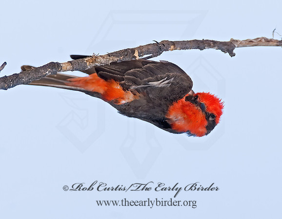 Pyrocephalus rubinus  VERMILION FLYCATCHER 7008538Z