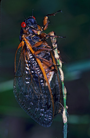 Magicicada septendecim  17-YEAR CICADA 41117z