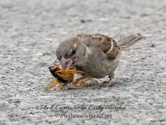 Passer domesticus HOUSE SPARROW 9089239z