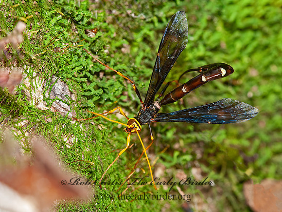 Megarhyssa atrata  GIANT BLACK ICHNEUMON 3015757z