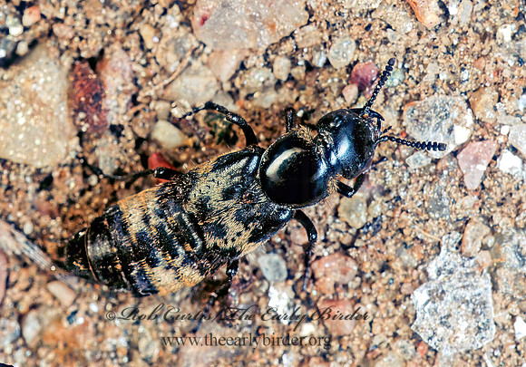 Creophilus maxillosus 113510z