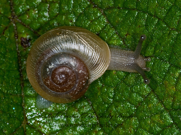 Polygyridae POLYGYRID SNAIL 6013062z