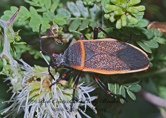 Largus succinctus7006255 z
