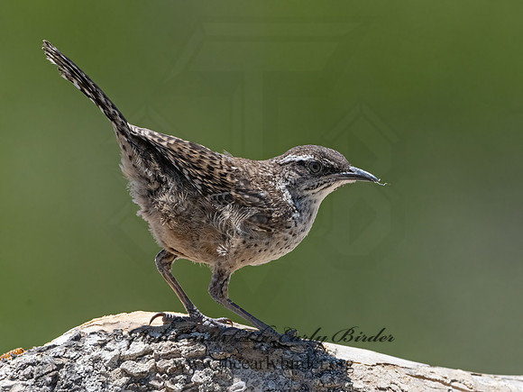Campylorhynchus brunneicapillus  CACTUS WREN 3033942z
