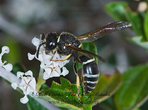 Euodynerus leucomelas 7010329z