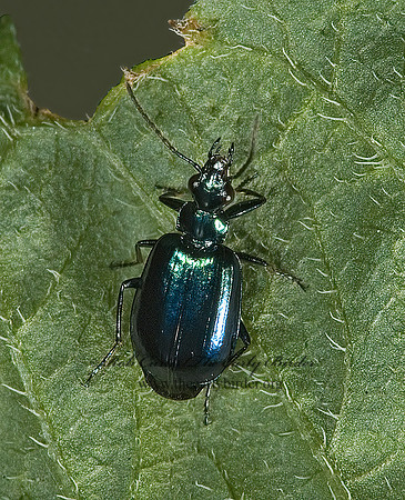 Lebia viridis 5010955 z