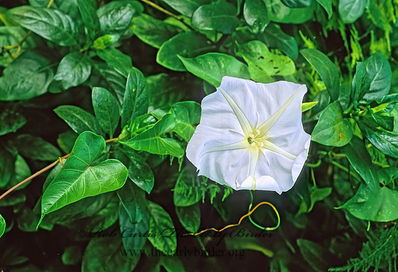 Ipomoea alba  MOON FLOWER 248107z