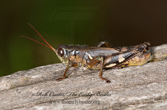 Melanoplus walshii  WALSH'S SHORT-WINGED GRASSHOPPER 3014947z