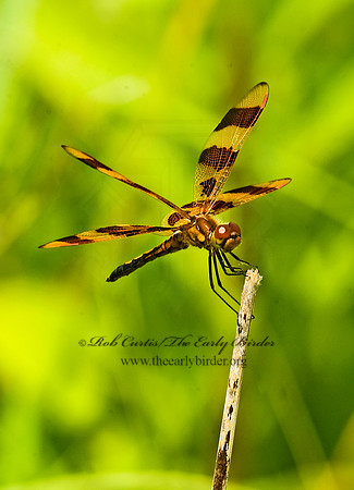 Celithemis epinona HALLOWEEN PENNANT 8015432