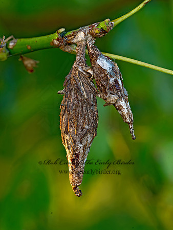 Thyridopteryx�ephemeraeformis  EVERGREEN BAGWORM MOTH 9049569z