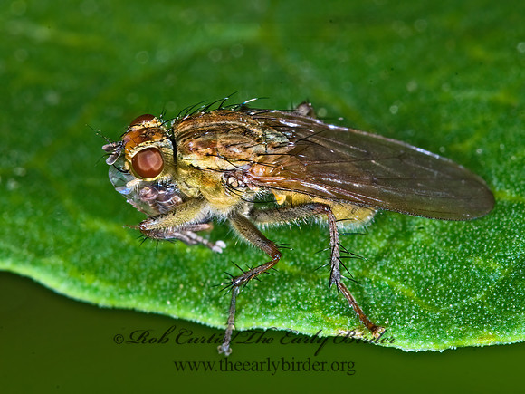 Scathophaga stercoraria  GOLDEN DUNG FLY 7009261z