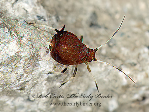 Hysteroneura setariae  RUSTY PLUM APHID 9053269z