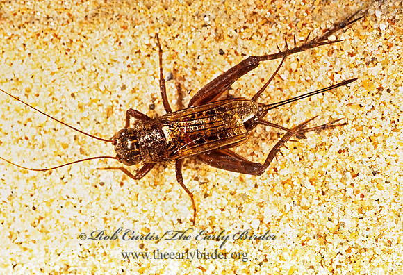 Allonemobius  ROBUST GROUND CRICKET 245128z