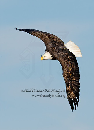 Haliaeetus leucocephalus  BALD EAGLE 8009772z
