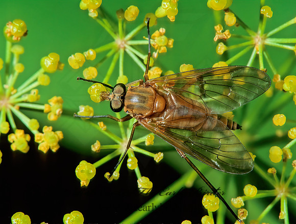 Rhagio tringarius  MARSH SNIPE FLY 206623z