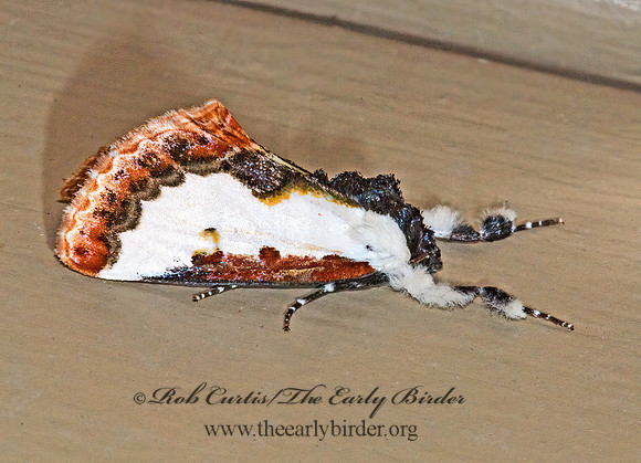 Eudryas unio PEARLY-WOOD NYMPH 7003447z