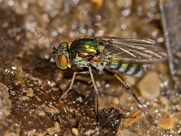 Dolichopus xanthocnemus, albiciliatus or setifer 9003388z