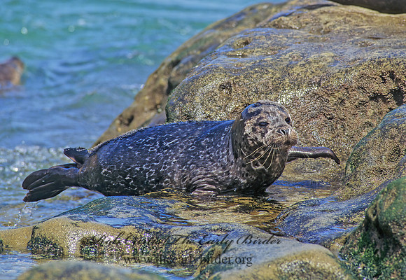 Phoca vitulina  HARBOR SEAL 124518z