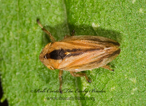 Philaenus spumarius  MEADOW SPITTLEBUG 8015490z