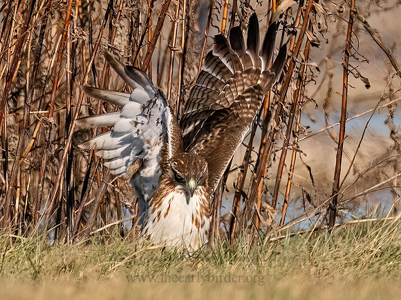 Buteo jamaicensis RED-TAILED HAWK 9092939z