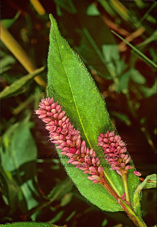 Persicaria pennsylvanica  PENNSYLVANIA SMARTWEED 114825z