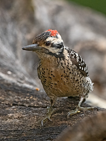 Dryobates scalaris  LADDER-BACKED WOODPECKER 3035544z