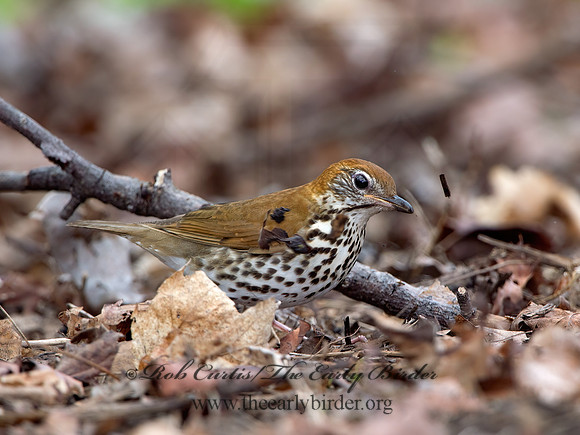 Hylocichla mustelina WOOD THRUSH 9029009z