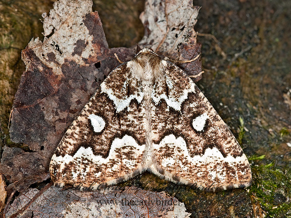 Caripeta divisata  GRAY SPRUCE LOOPER MOTH 3014271z