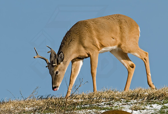 Odocoileus virginianus  WHITE-TAILED DEER  6019899z