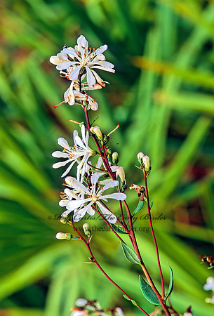 Befaria racemosa  TAR FLOWER 262310z