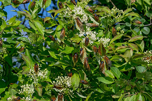 Magicicada cassinii CASSINI'S PERIODICAL CICADA 9088137 z