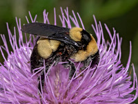 Bombus fraternus SOUTHERN PLAINS BUMBLEBEE 3025969z