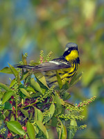 Setophaga magnolia MAGNOLIA WARBLER 8003335z