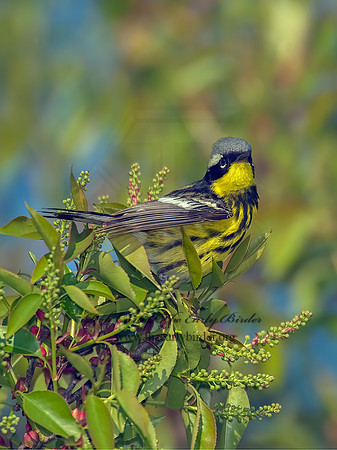 Setophaga magnolia  MAGNOLIA WARBLER 8003335z